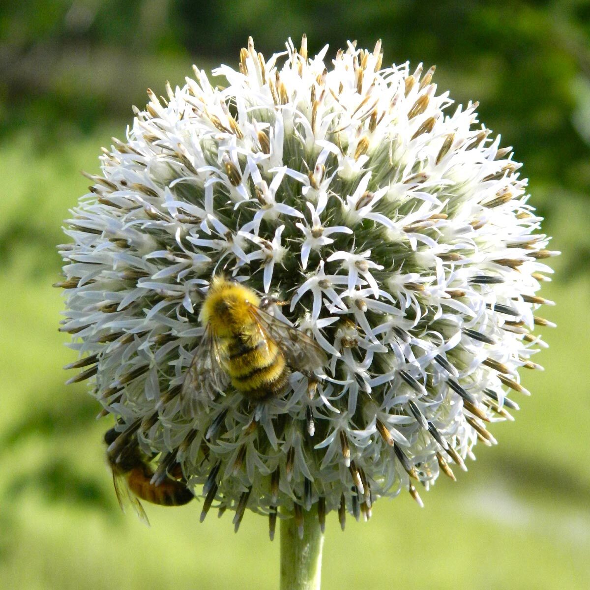 Pollinator Action