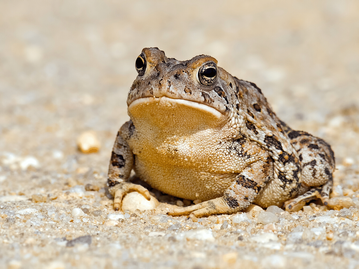 toad on stone